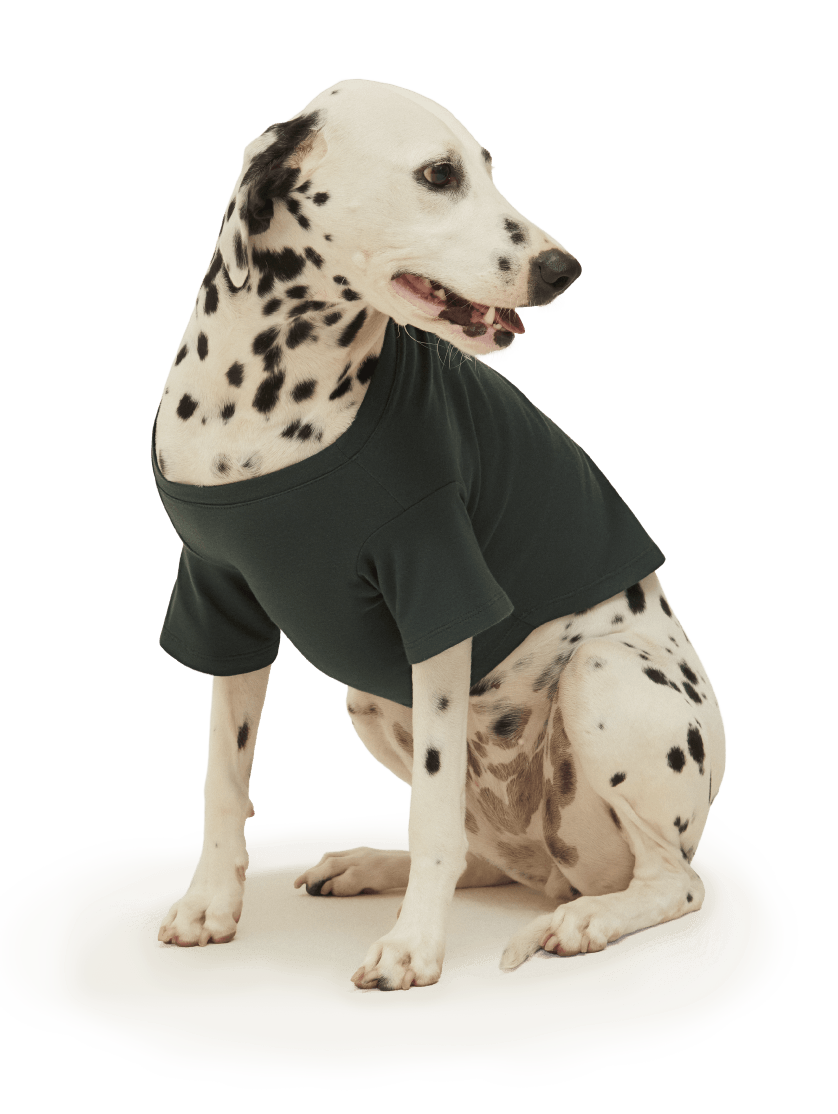 Dálmata usando ropa para perros de la marca ELA