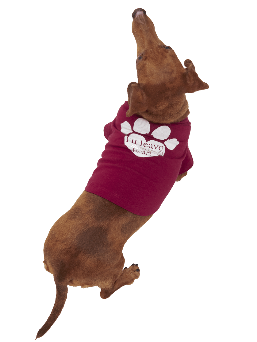 Foto de perro salchicha usando ropa para perros pequeños, de la marca ELA PETS