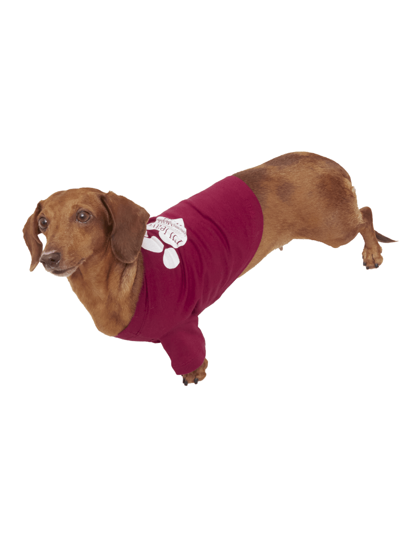 Foto de perro salchicha usando ropa para perros pequeños, de la marca ELA PETS