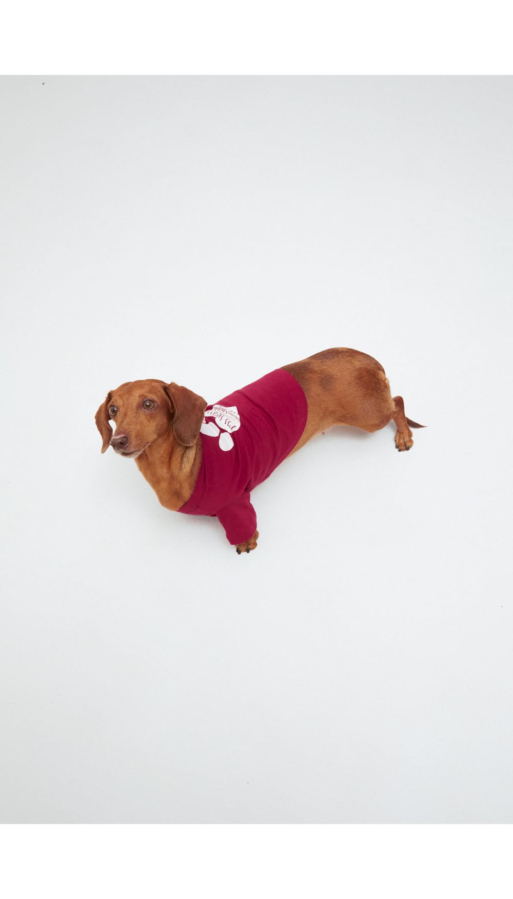 Camisetas para perro