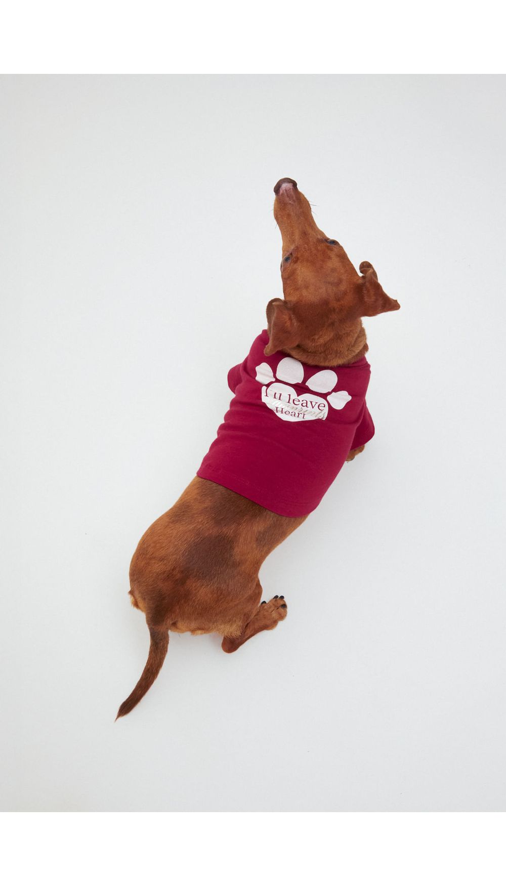 Camisetas para perro